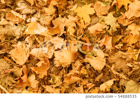 autumn forest faded leaves nature background 54888535