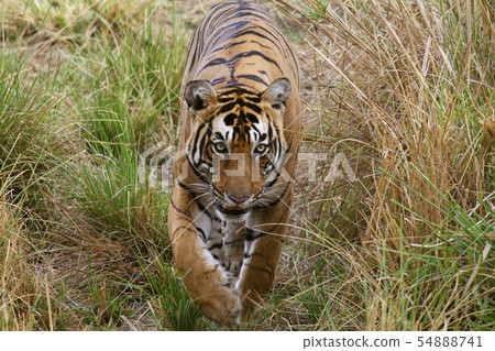 Pacman, Bengal Tiger, Ranthambore, Rajasthan India 54888741