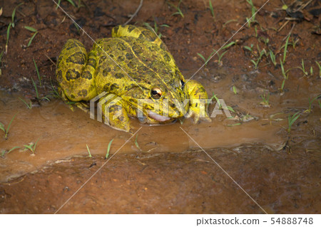 Bull frog, Ranthambore, Rajasthan, India Bull frog, Ranthambore, Rajasthan, India 54888748
