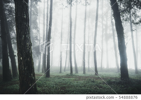 Forest Rain and fog On the Moutain Forest Rain and fog On the Moutain 54888876