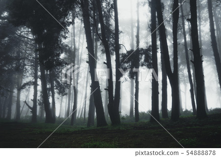 Forest Rain and fog On the Moutain  Forest Rain and fog On the Moutain  54888878