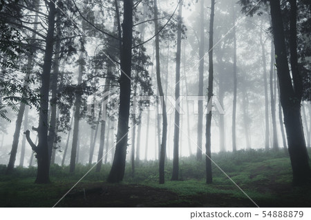 Forest Rain and fog On the Moutain Forest Rain and fog On the Moutain 54888879
