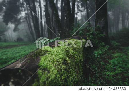 Forest Rain and fog On the Moutain Forest Rain and fog On the Moutain 54888880
