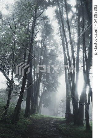 Forest Rain and fog On the Moutain Forest Rain and fog On the Moutain 54888882