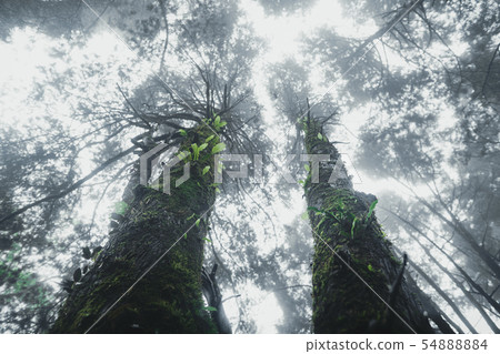 Forest Rain and fog On the Moutain Forest Rain and fog On the Moutain 54888884