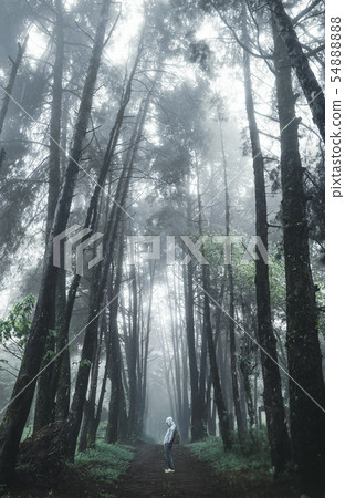 Forest Rain and fog On the Moutain Forest Rain and fog On the Moutain 54888888