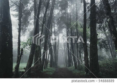 Forest Rain and fog On the Moutain Forest Rain and fog On the Moutain 54888889