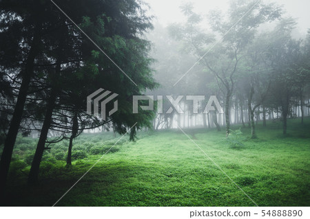 Forest Rain and fog On the Moutain Forest Rain and fog On the Moutain 54888890