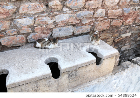 Two cats in ancient public toilets, antique city 54889524