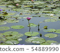 睡蓮 蓮花 54889990