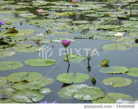 睡蓮 蓮花 睡蓮 蓮花 54889990