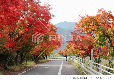 Lake Tanzawa of autumnal leaves Chiyonozawanoen Lake Tanzawa of autumnal leaves Chiyonozawanoen 54890042