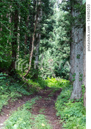 Sugibayashi 7 54890203