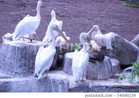 A group of pelicans A group of pelicans 54890239