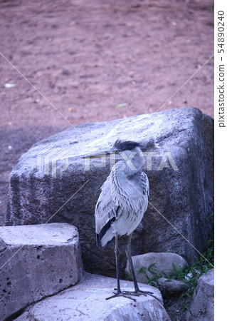 Gray heron Gray heron 54890240