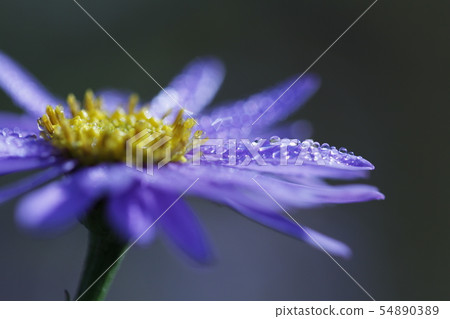 Summer flower, f mauve daisy, macro photography Summer flower, f mauve daisy, macro photography 54890389