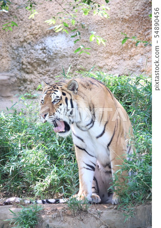 Amur tiger yawning 54890456