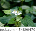 Dokudami 1 54890470