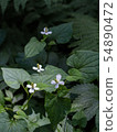 Dokudami 2 54890472