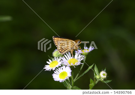 Cochabanececeli Cochabanececeli 54890766