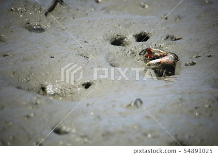 潮灘體驗，鴨肉，海鮮 54891025