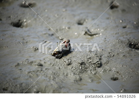 潮灘體驗，鴨肉，海鮮 54891026