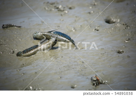 潮灘體驗，鴨肉，海鮮 54891038