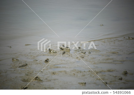 潮灘體驗，鴨肉，海鮮 54891066