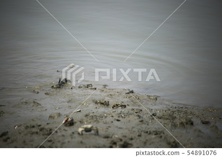 Tidal flats experience, duck fish, seafood 54891076