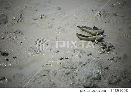 Tidal flats experience, duck fish, seafood 54891098