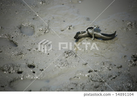 潮灘體驗,鴨肉,海鮮 潮灘體驗,鴨肉,海鮮 54891104