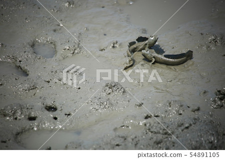 Tidal flats experience, duck fish, seafood 54891105