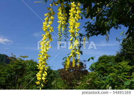 國王紗麗黃色花藤條 54891169