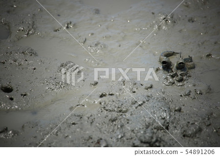 海洋生態系統，甲殼類動物 54891206