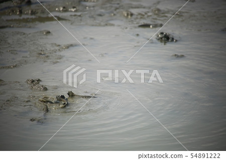 海洋生態系統，甲殼類動物 54891222