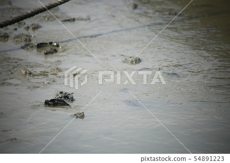 海洋生態系統，甲殼類動物 54891223