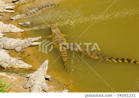 Crocodile Farm Vietnam 54891231