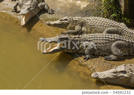 Crocodile Farm Vietnam 54891232