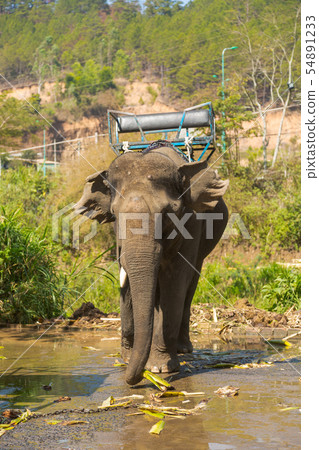 Elephant with a chair on the back Elephant with a chair on the back 54891233