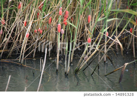 海洋生態系統 54891328