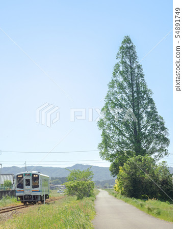 Look at the big tree Look at the big tree 54891749