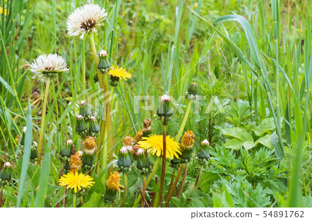dandelions among the green grass in the field, dandelions among the green grass in the field, 54891762