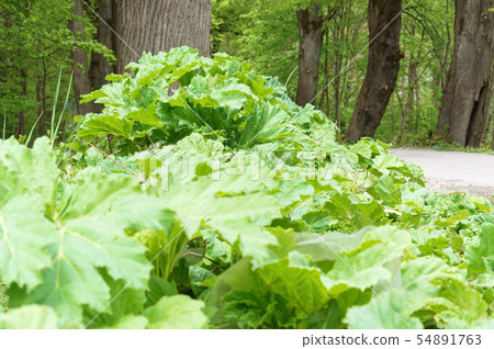 thickets of cow parsnip, cow parsnip on the side 54891763