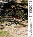 Shade of tree 54892048