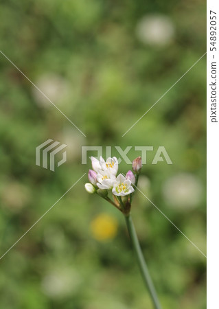 Hatakenhella 54892057