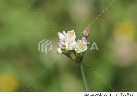Hatakenira 54892058