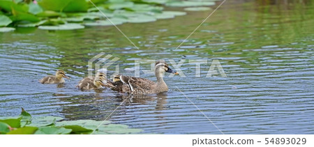 The ducklings of the duck duck that follow the mother 54893029