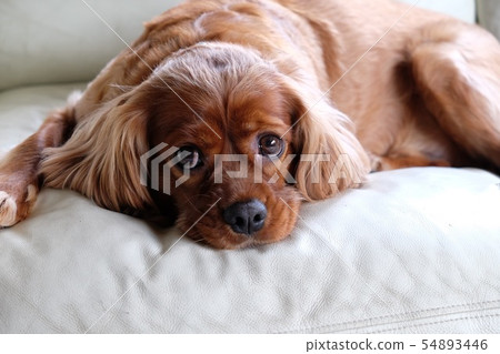 Upper eyesight 54893446