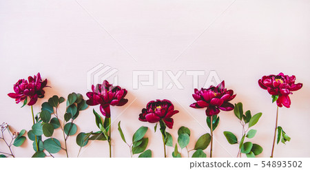Purple peonies with green leaves over pastel pink 54893502