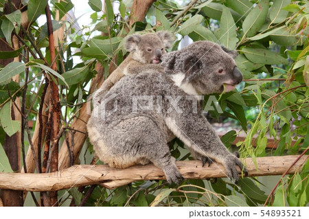 Parent-child's koala 54893521